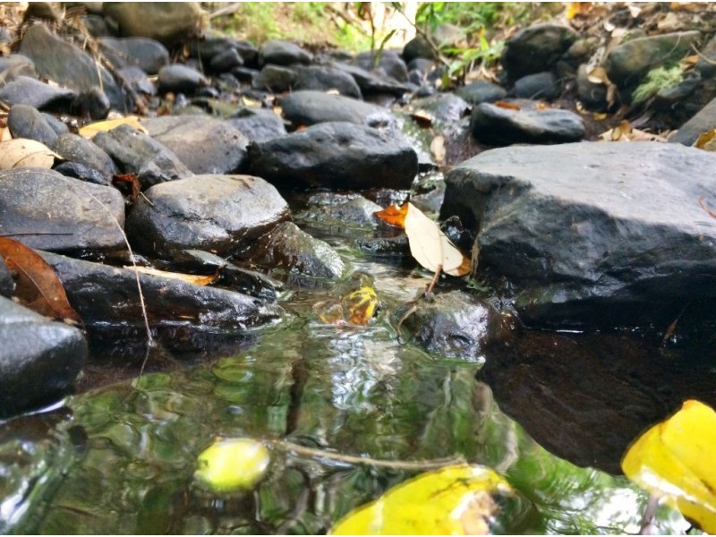 Lot 1-12, 156 Gungas Road, Nimbin NSW 2480