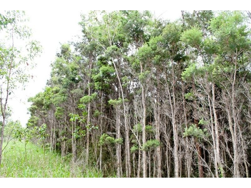 Bungawalbin-Whiporie Road, Gibberagee NSW 2469