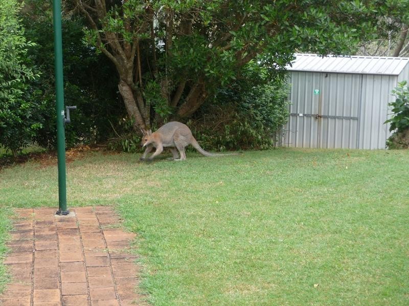 17 Daniel Drive, Goonellabah NSW 2480