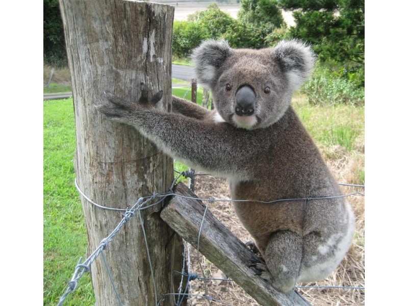 Booerie Creek NSW 2480