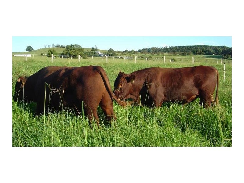 250 Upper Stratheden Road, Stratheden NSW 2470