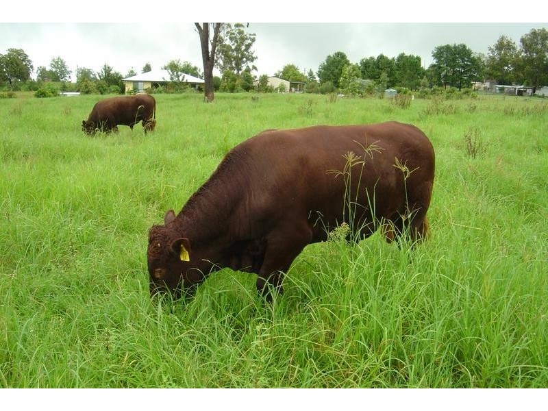 250 Upper Stratheden Road, Stratheden NSW 2470