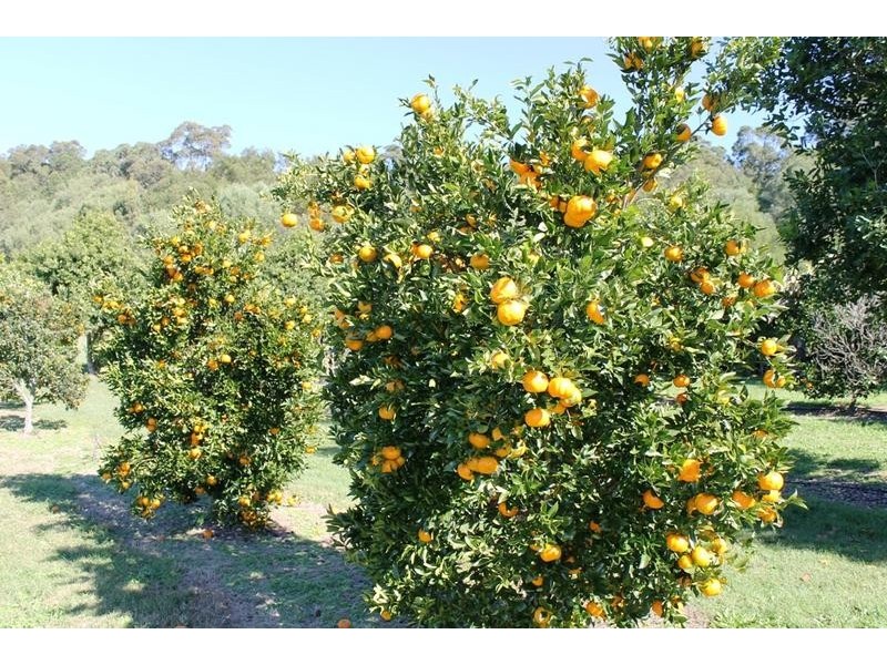 88 Tuckurimba Road, Tuckurimba NSW 2480