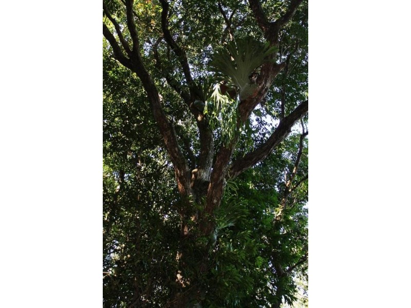 88 Tuckurimba Road, Tuckurimba NSW 2480