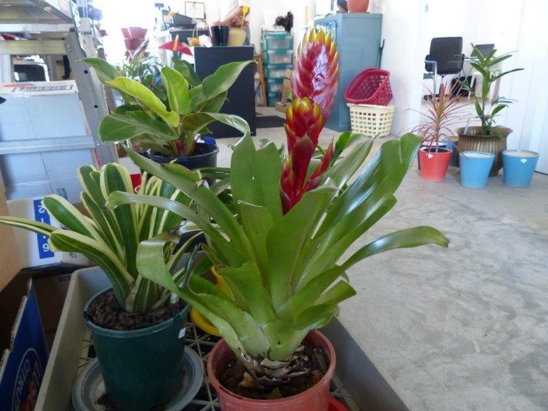 30 De Havilland Crescent, Ballina NSW 2478