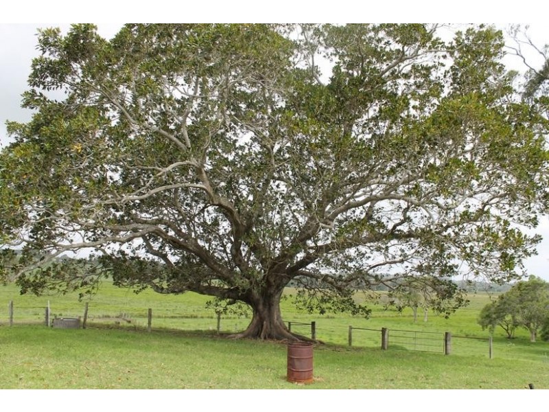 990 Wyrallah Road, Wyrallah NSW 2480