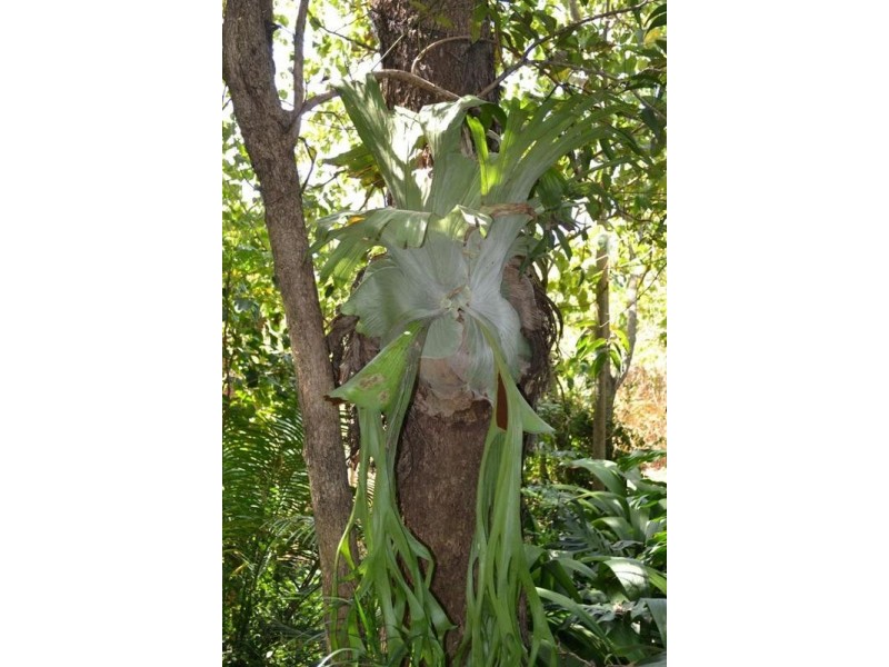 8 Ridgeland Close, Richmond Hill NSW 2480