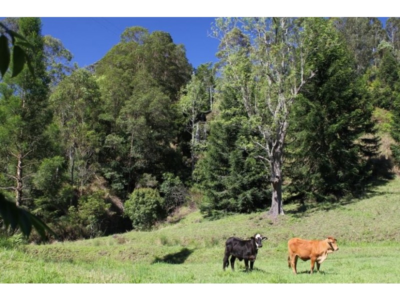 624 Tuntable Creek Road, The Channon NSW 2480