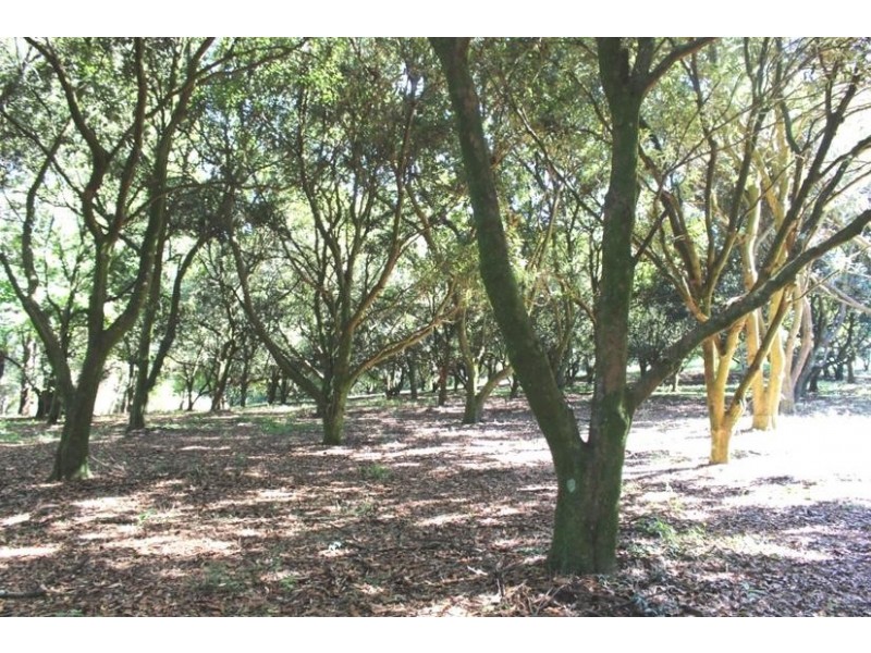 2179 Dunoon Road, Dorroughby NSW 2480