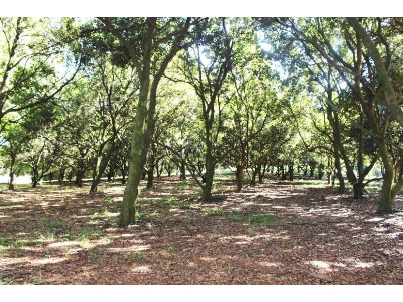 2179 Dunoon Road, Dorroughby NSW 2480