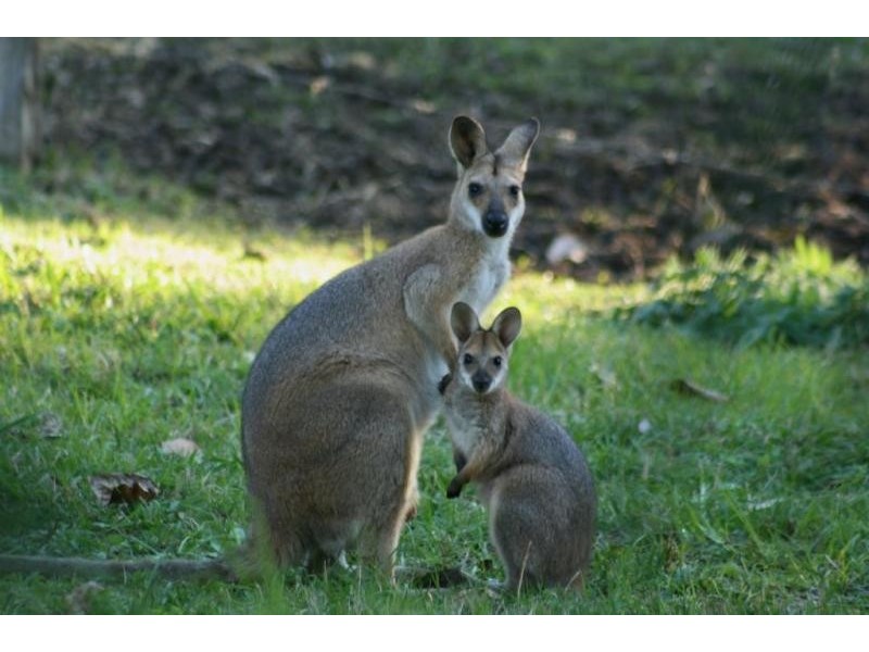 164 Yeager Road, Leycester NSW 2480