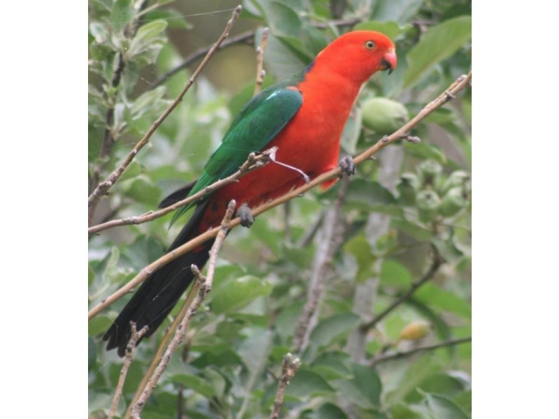 164 Yeager Road, Leycester NSW 2480