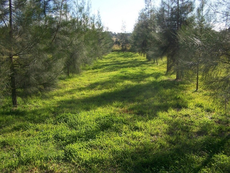 Lot 12 Pines Road, Kyogle NSW 2474