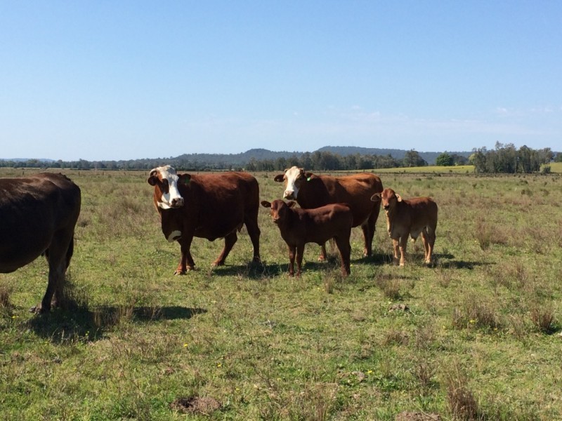 Lot 1, 50 Haughwood Road, Bora Ridge NSW 2471