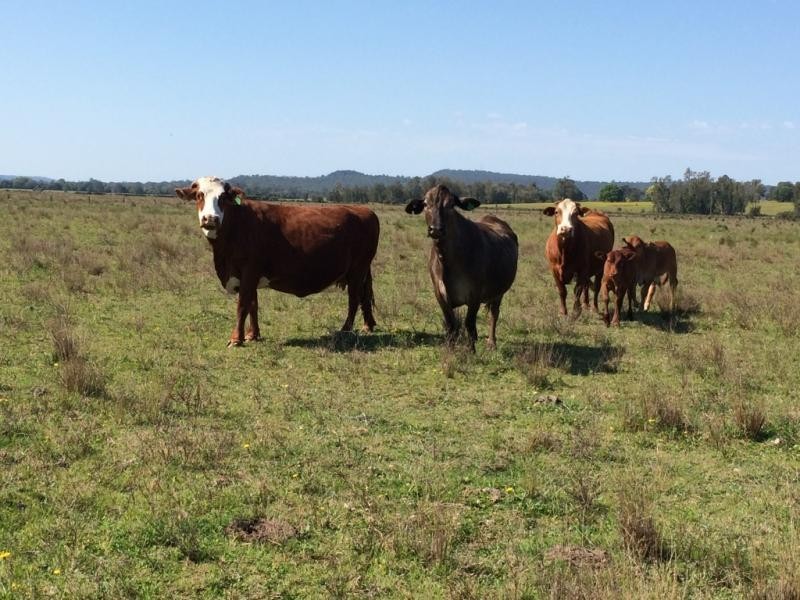 Lot 2, 50 Haughwood Road, Bora Ridge NSW 2471