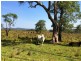 Lot 2, 50 Haughwood Road, Bora Ridge NSW 2471