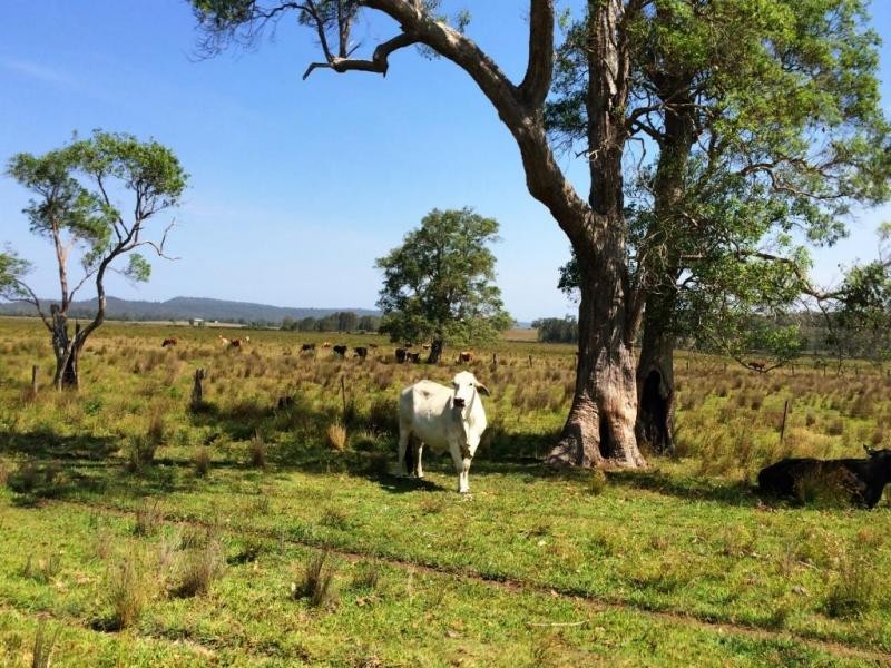 Lot 2, 50 Haughwood Road, Bora Ridge NSW 2471