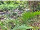 508 Gungas Road (Portion 32), Nimbin NSW 2480