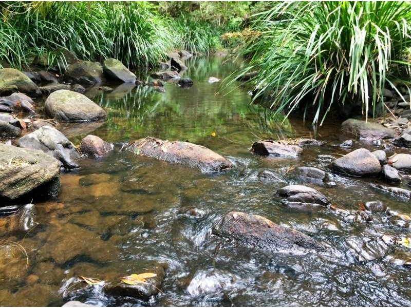 1157 Stony Chute Road (Share 21 Avalon), Nimbin NSW 2480