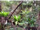 1157 Stony Chute Road (Share 21 Avalon), Nimbin NSW 2480