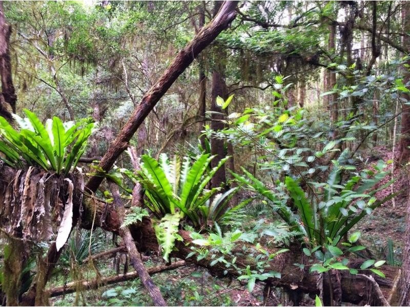 1157 Stony Chute Road (Share 21 Avalon), Nimbin NSW 2480