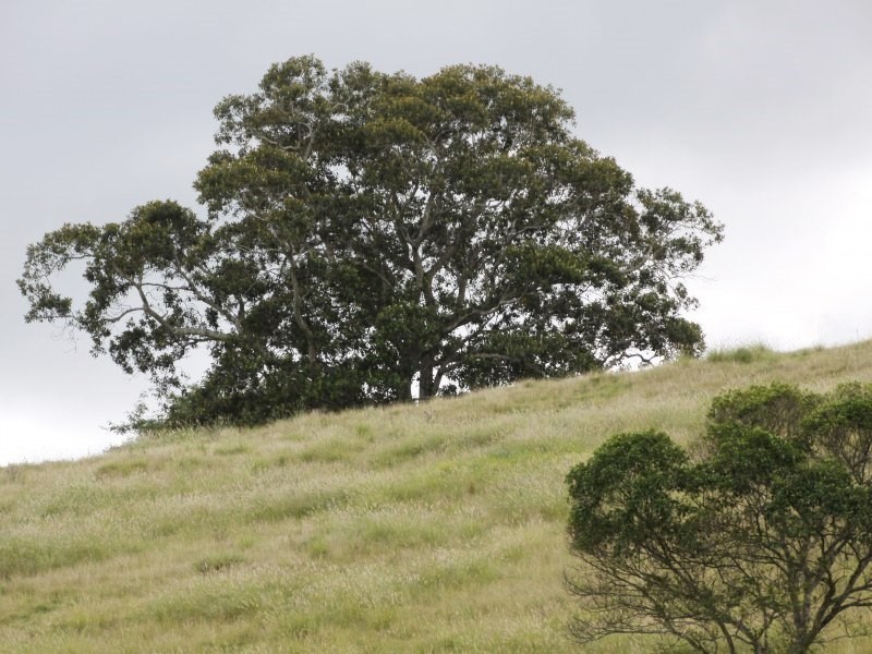 126 Quilty Road, Rock Valley NSW 2480