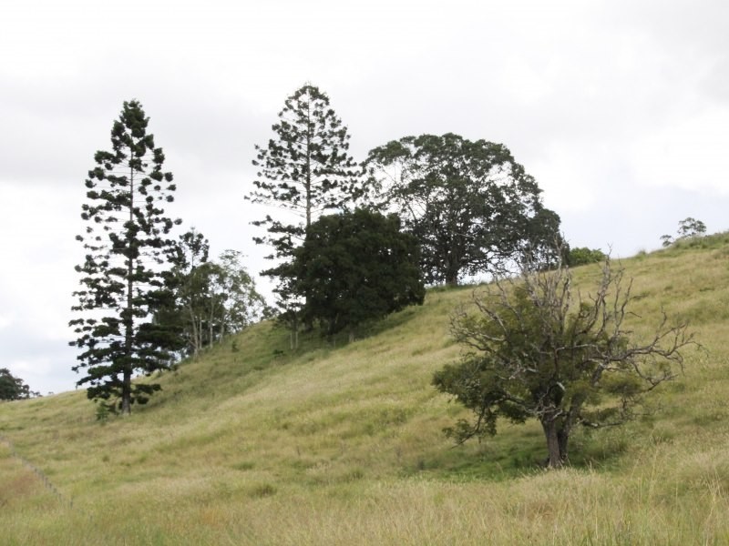 126 Quilty Road, Rock Valley NSW 2480