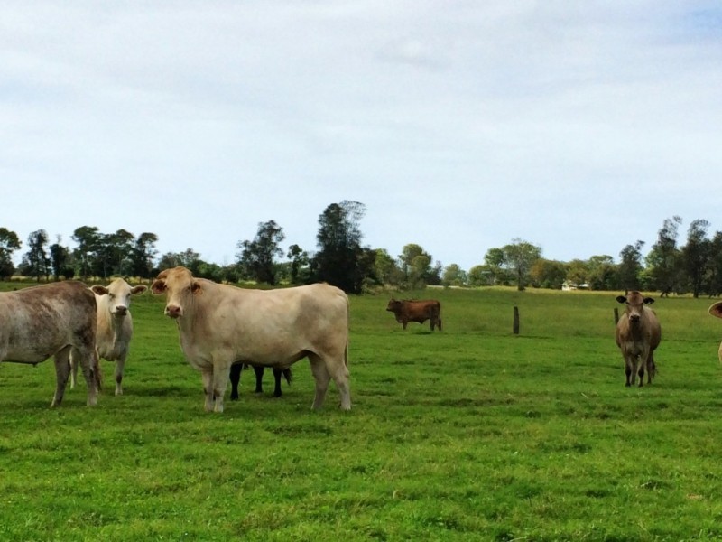 130 Myall Creek Road, West Coraki NSW 2471