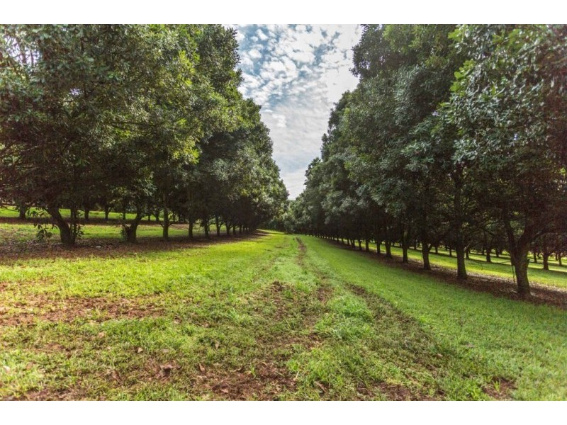 102 Muller Road, Tregeagle NSW 2480