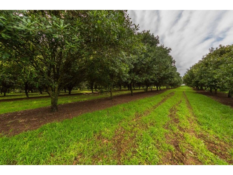 102 Muller Road, Tregeagle NSW 2480