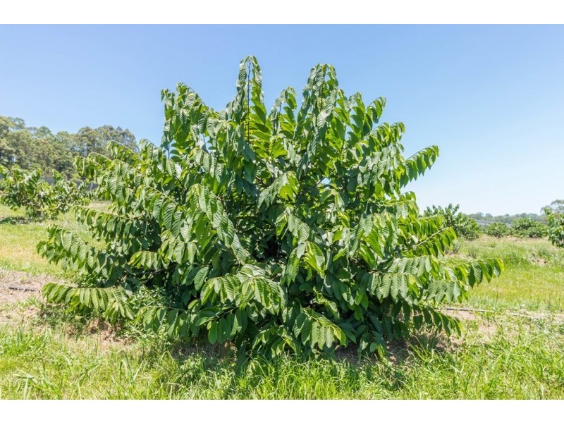 120 Gwynne Road, Jiggi NSW 2480