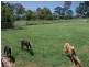 453 TREGEAGLE ROAD, Tregeagle NSW 2480