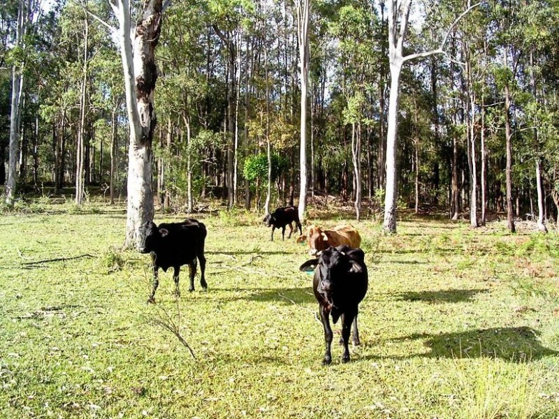 1338 Mount Marsh Road, Whiporie NSW 2469