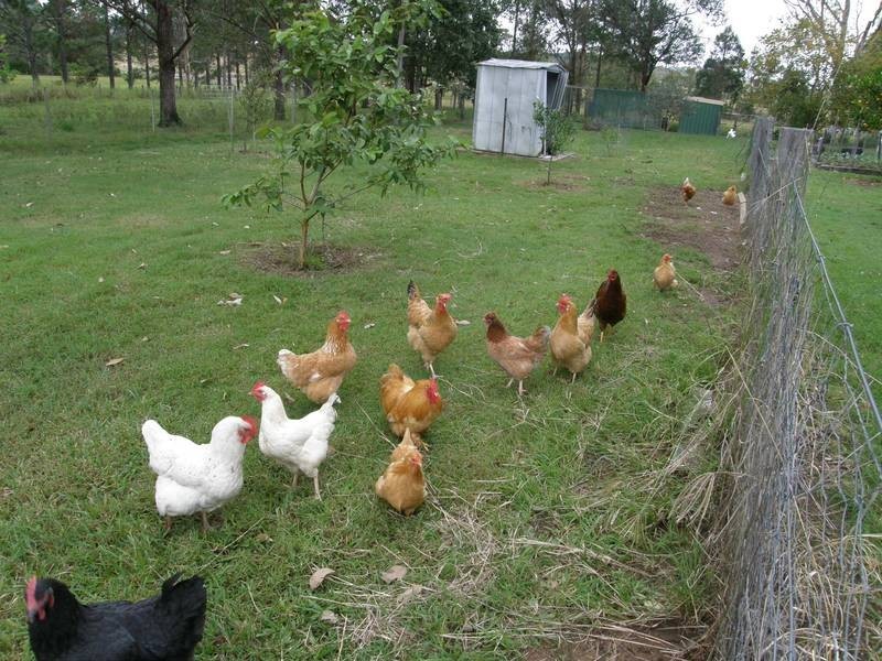 385 Naughtons Gap Road, North Casino NSW 2470