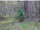 Lot 6 Myall Creek Road, Coraki NSW 2471