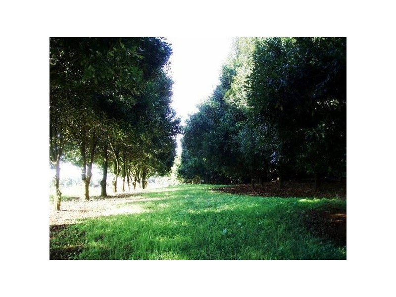 144 Fraser Road, Dunoon NSW 2480