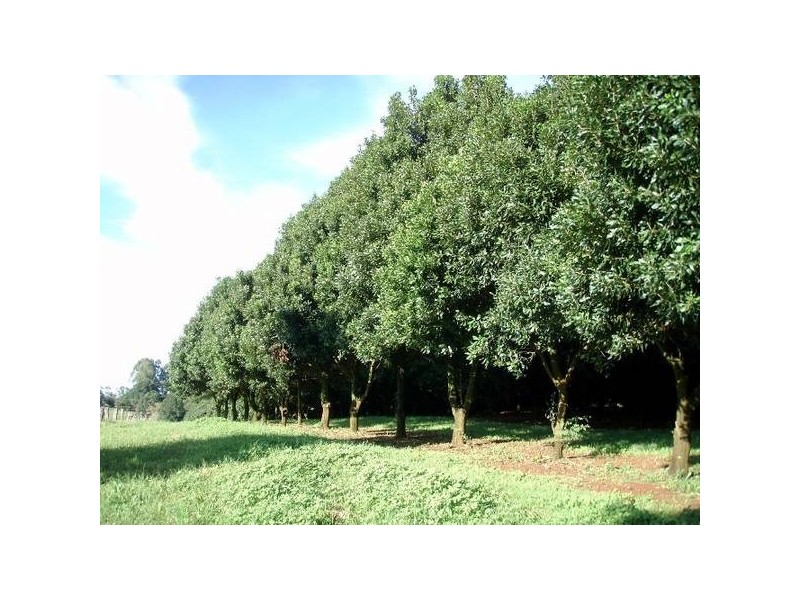 144 Fraser Road, Dunoon NSW 2480