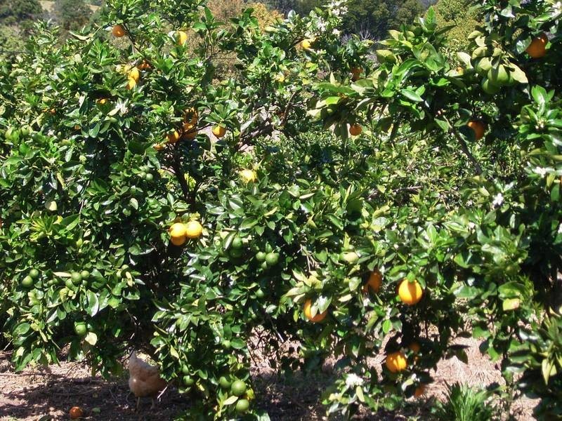 1027 Pinchin Road, Goolmangar NSW 2480