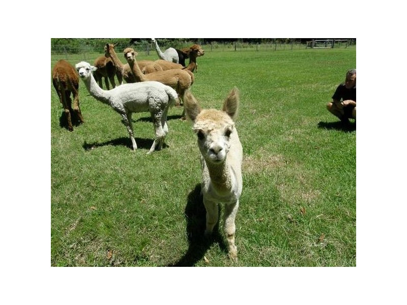 120 Mclennan Road, Georgica NSW 2480