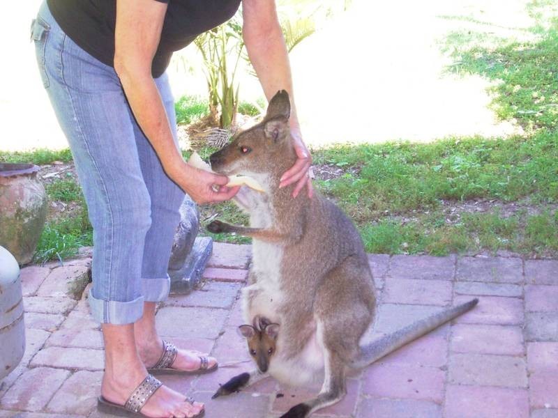 2475 Myall Creek Road, Bora Ridge NSW 2471