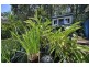6 Eucalypt Close, Wangi Wangi NSW 2267
