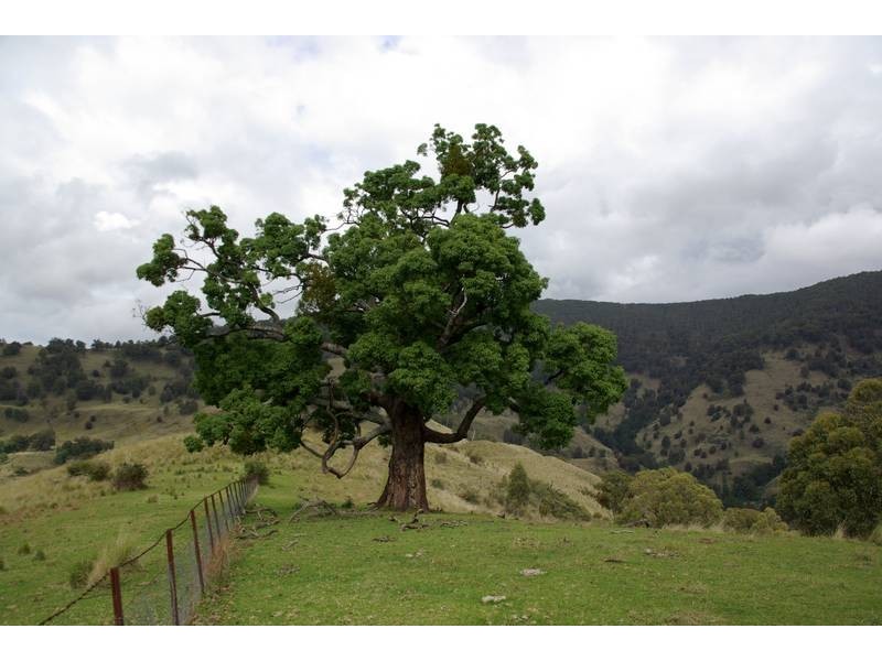 . Stewarts Brook Road, Scone NSW 2337