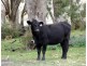 . Stewarts Brook Road, Scone NSW 2337