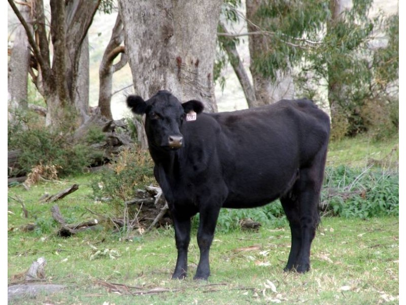 . Stewarts Brook Road, Scone NSW 2337