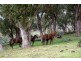 . Stewarts Brook Road, Scone NSW 2337