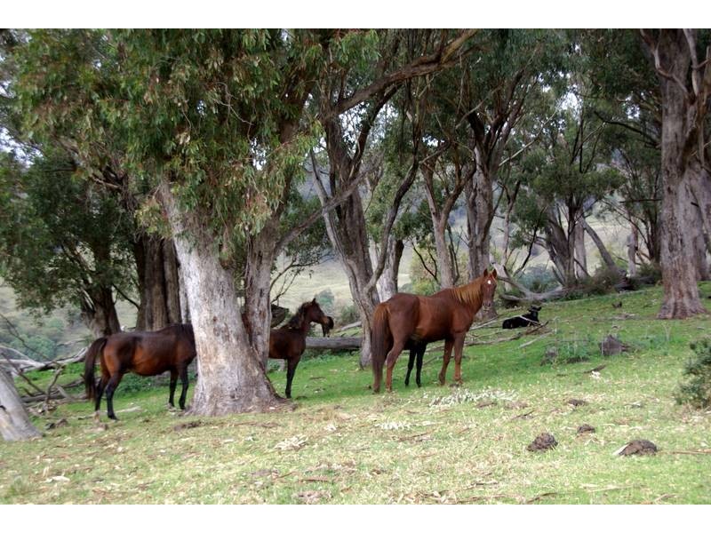 . Stewarts Brook Road, Scone NSW 2337