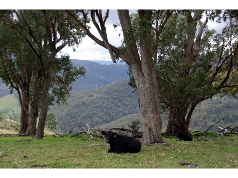 . Stewarts Brook Road, Scone NSW 2337
