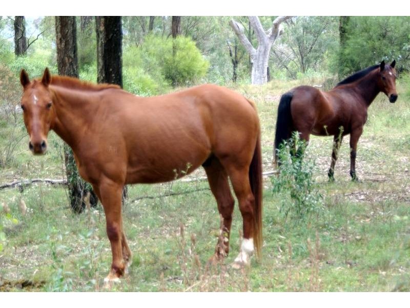 . Dry Creek Road, Scone NSW 2337