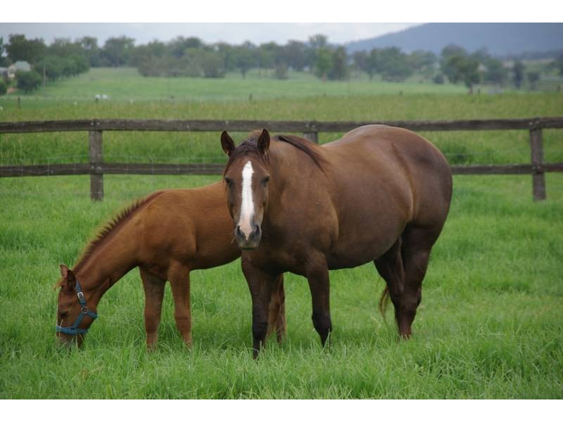 80 Blairmore Lane, Aberdeen NSW 2336