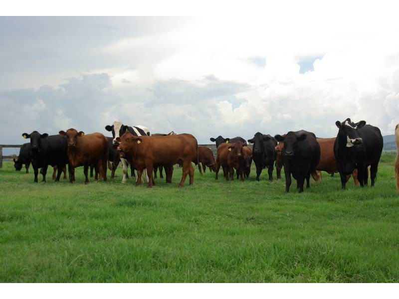 80 Blairmore Lane, Aberdeen NSW 2336